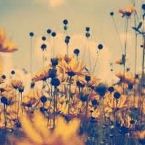 Meet your Posher, Colleen anna